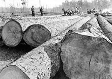 Order Historic Logging Photos
