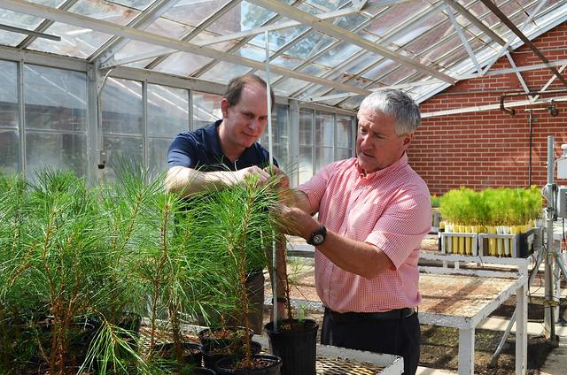 Auburn University researchers Ryan Nadel and Scott Enebak of the Southern Forest Nursery Management Cooperative 