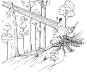 FALLING TREE PINS AND KILLS TIMBER CUTTER
