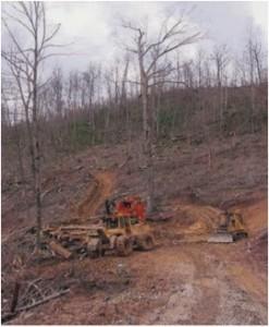 BRANCH FALLS FROM HAZARD TREE AT LOG LANDING