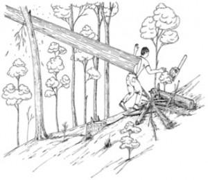 FALLING TREE PINS AND KILLS TIMBER CUTTER