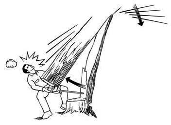 BARBER-CHAIR TREE KILLS LOGGER