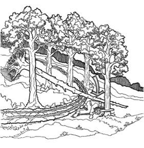 LODGED SNAG CRUSHES TIMBER CUTTER