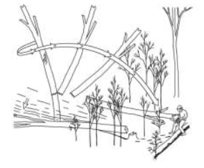 DEAD TREES ARE MANUAL FELLING HAZARDS