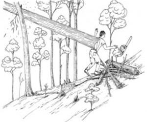 FALLING TREE PINS AND KILLS TIMBER CUTTER