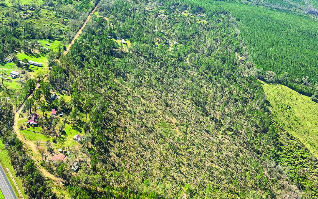 Isaias Damages $33.5 Million in Alabama Timber