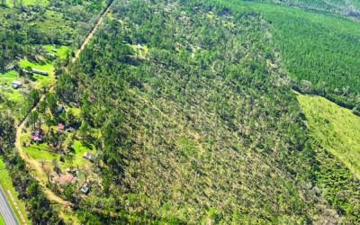 Isaias Damages $33.5 Million in Alabama Timber