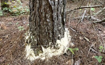 Georgia Notes Pine Beetle Impact Survey